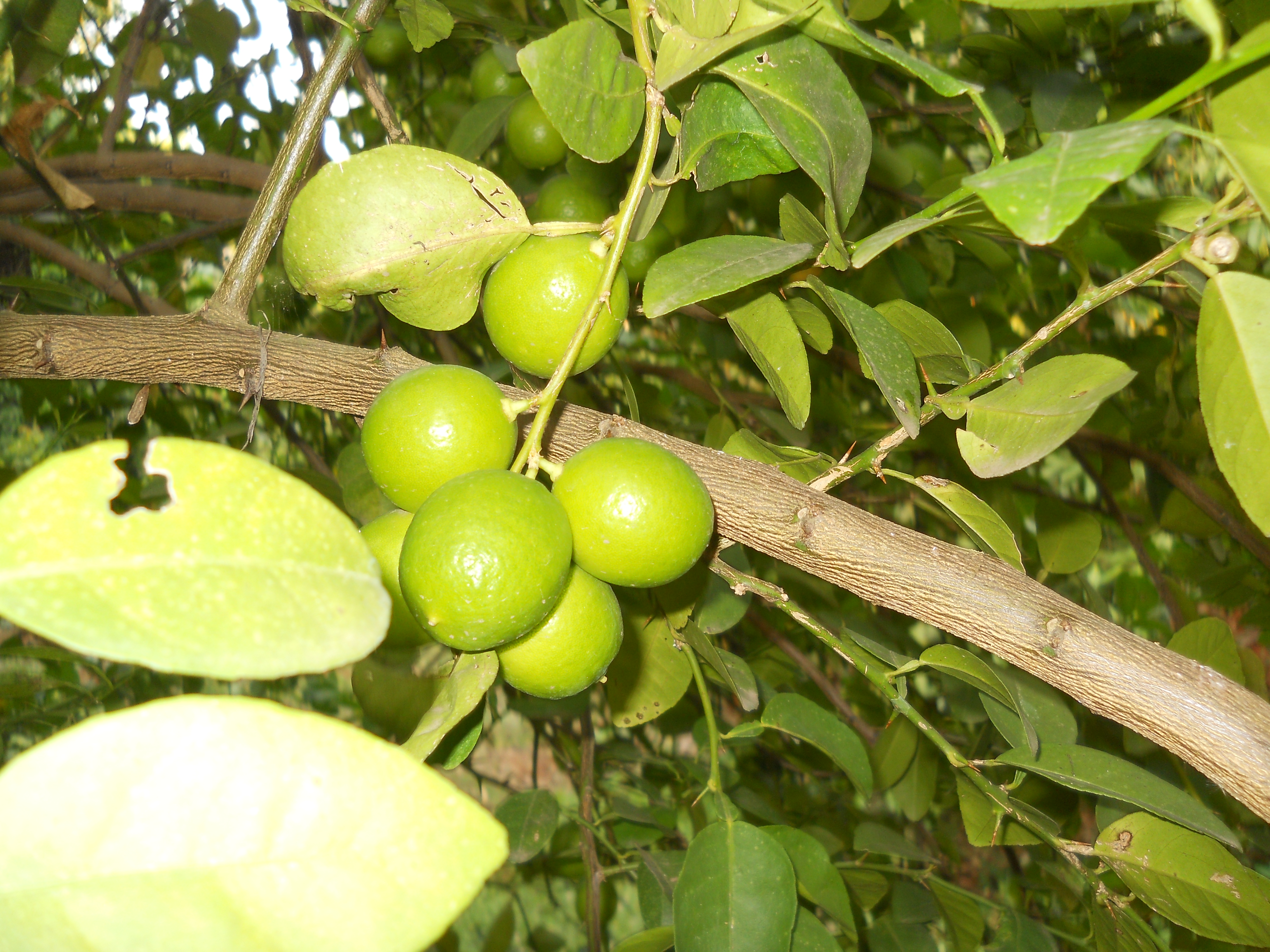 Key lime